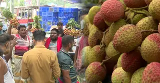 নাটোরে লিচুর বাম্পার ফলন, ১২০ কোটি টাকা বিক্রির আশা